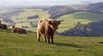 Highland Cattle Peak District valley This landscape photograph captures Highland cows, a breed known for their long horns and shaggy coats, grazing on the grassy slopes of Curbar Edge in the Peak District, Derbyshire, United Kingdom. Taken in the early afternoon during the autumn season, the image showcases the rural beauty of nature and farm animals amid the rolling green valleys characteristic of the area. The expansive view includes patchwork fields bordered by hedgerows and scattered woodland, which are typical features of the Peak District. Highland cattle are prominent in the foreground and background, enhancing the connection between animals and their natural habitat. The sunlight casts a warm glow over the scene, highlighting the undulating hills and the distant landscape of Derbyshire. Curbar Edge provides an elevated vantage point, offering a panoramic perspective of the countryside and reinforcing the natural and rural charm of this iconic part of the Peak District.